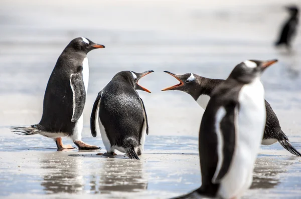 Pinguine im Gespräch auf Falklandinseln-2 — Stockfoto