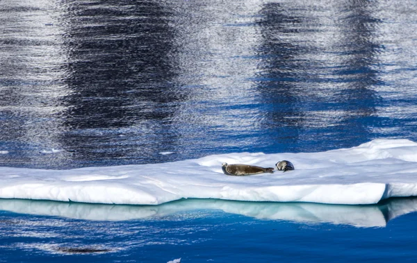 Phoques reposant sur de la glace flottante — Photo