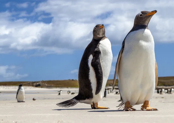 Dwa pingwiny gentoo na wyspy Falklandy — Zdjęcie stockowe