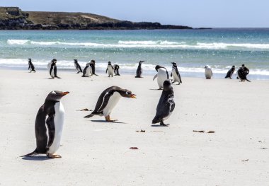 Penguins under Discussion at Falkland Islands clipart