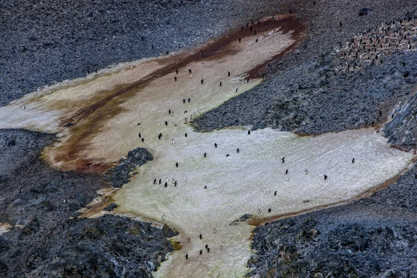 Pinguins da Antártida Colónias-2 — Fotografia de Stock