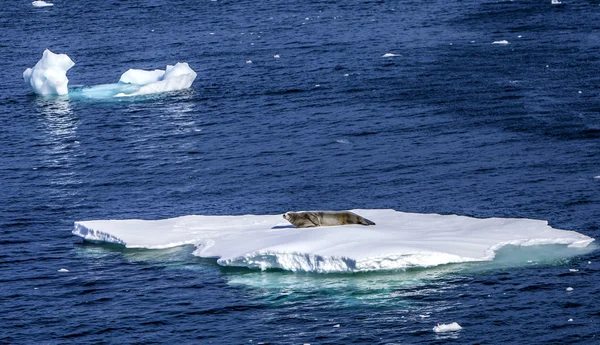 Robben ruhen auf schwimmendem Eis-2 — Stockfoto