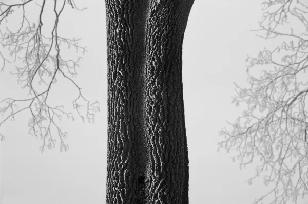 Ofullkomliga symmetri grafisk Art - trädet i rimfrost — Stockfoto