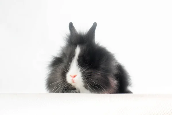 Stüdyoda beyaz arka planda tavşan