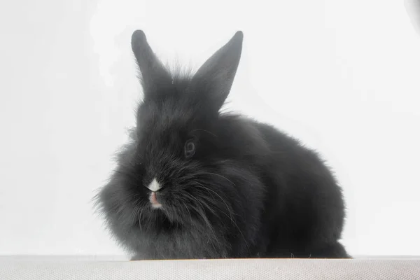 Kaninchen Atelier Auf Weißem Hintergrund — Stockfoto