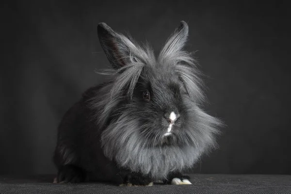Kaninchen Auf Schwarzem Hintergrund — Stockfoto
