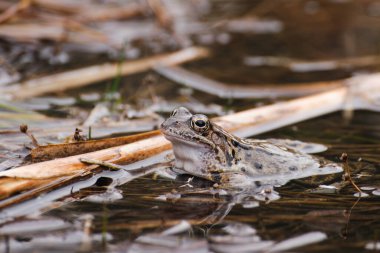 Suda oturan küçük kahverengi başlı tatlı su kurbağası.