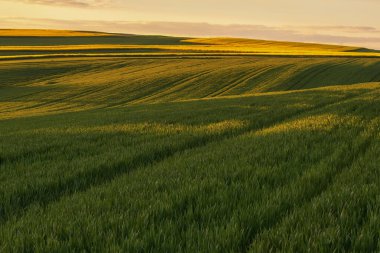 beautiful sunset over the field of wheat. landscape