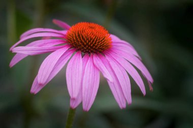  Bahçede yaz çiçekleri             