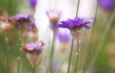 Bahçede yaz çiçekleri             