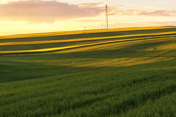 Buğday tarlasında güzel bir günbatımı. manzara