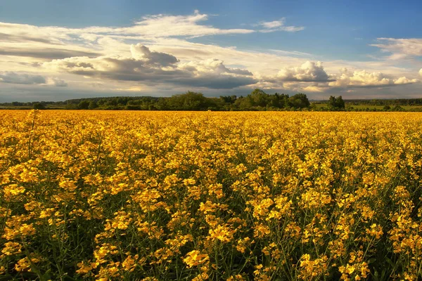 Beautiful Sunset Field Wheat Landscape — Stock Photo, Image