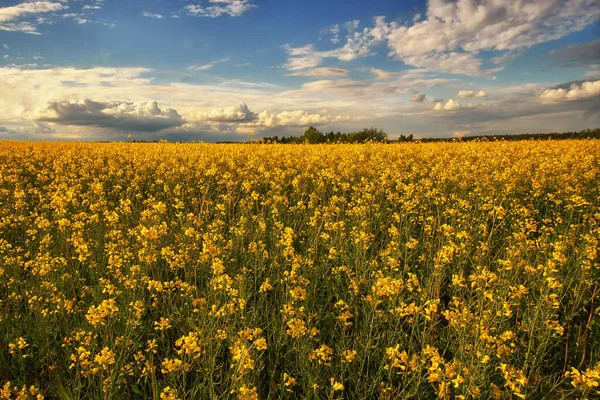 Beautiful Sunset Field Wheat Landscape — Stock Photo, Image