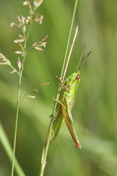 Green Grasshopper Leaf Its Hand — Stock Photo, Image