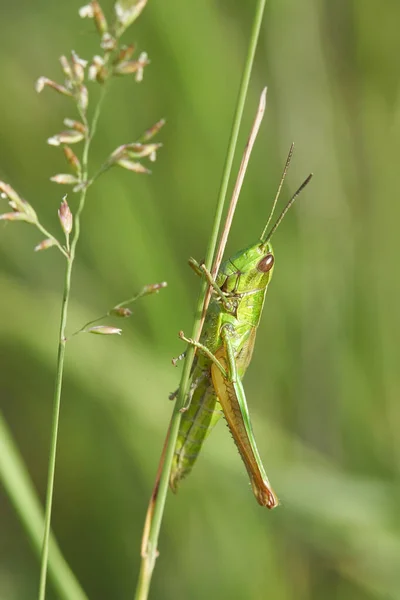 green grasshopper on a leaf in its hand