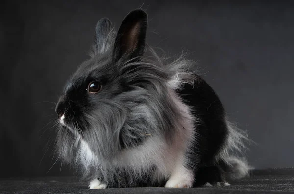 Mini Kaninchen Schwarzen Hintergrund — Stockfoto