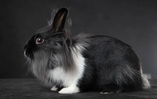 黑色背景的小兔子 — 图库照片