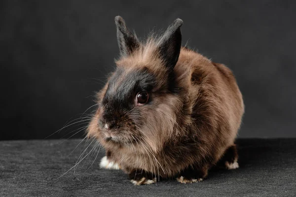 Mini Rabbit Black Background — Stockfoto