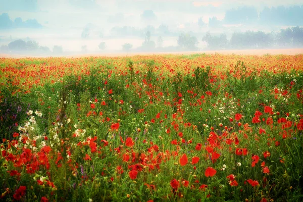 Çiçeklerle dolu çayır.