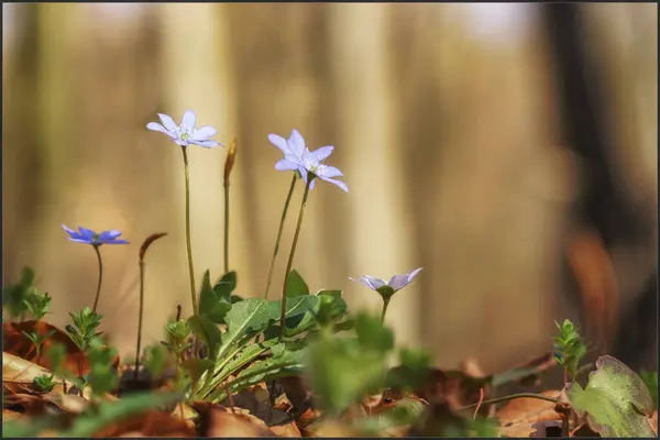 Polonya dağları - beskid sdecki