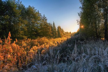 güzel altın sonbahar orman