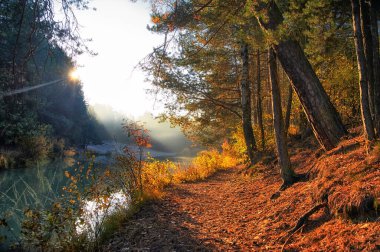 güzel altın sonbahar orman
