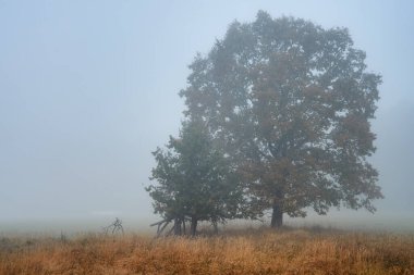 Sis içinde bir ağaç.