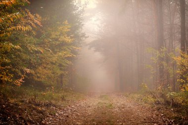 güzel altın sonbahar orman