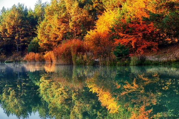 Beautiful Golden Autumn Forest — Stock Photo, Image