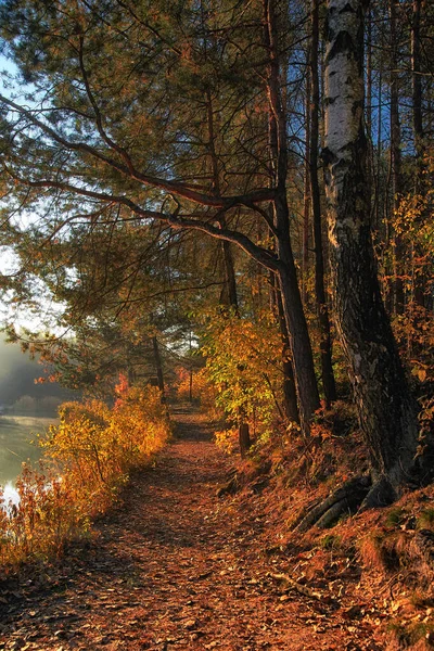 Piękna Złota Jesień Las — Zdjęcie stockowe