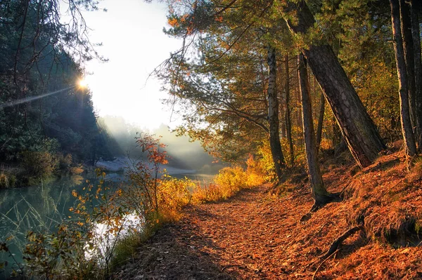 güzel altın sonbahar orman