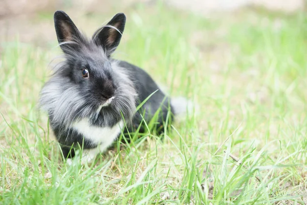 Miniature Rabbit Run — Foto Stock