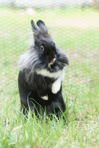 Miniature Rabbit Standing Two Legs — Stockfoto