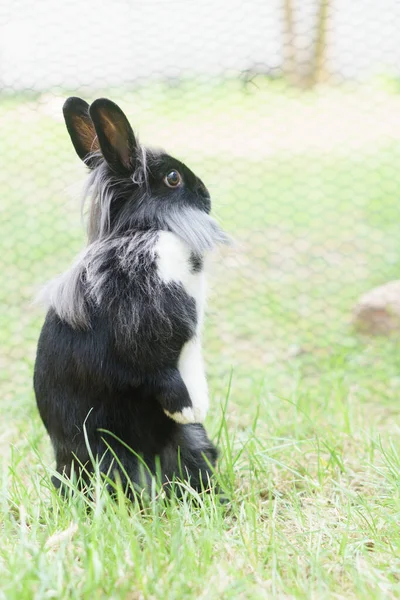 Miniature Rabbit Standing Two Legs — Stockfoto