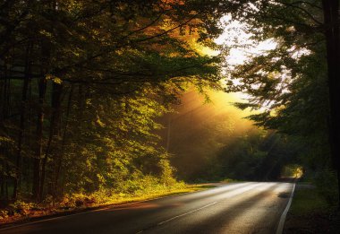 road through forest and colorful autumn landscape.