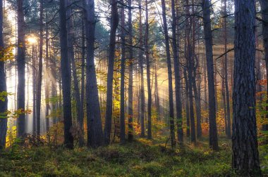 Ağaçlar ve yapraklarla dolu sonbahar ormanı