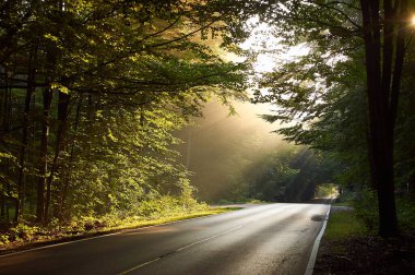 a beautiful shot of a road surrounded by the forest