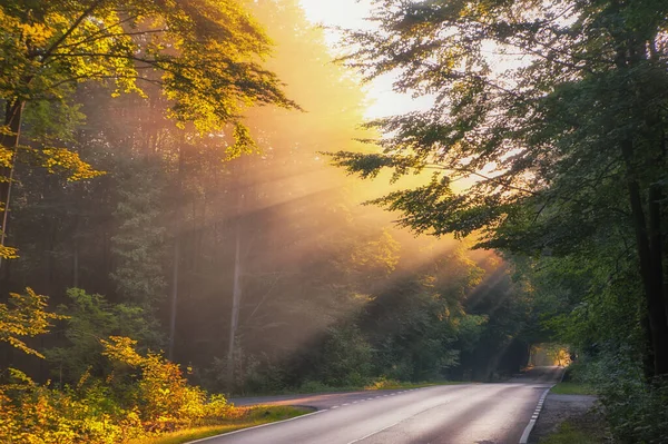 road through the forest. beautiful summer landscape.