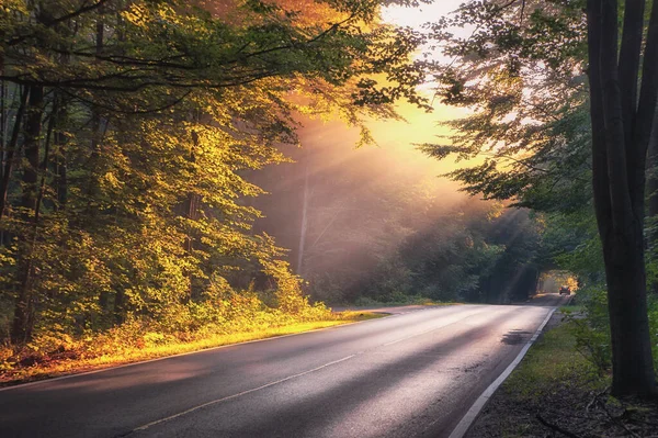 Sonbaharda ormanın içinden geçen yol.