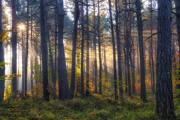 Ağaçlar ve yapraklarla dolu sonbahar ormanı
