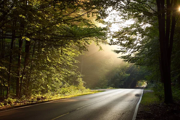 a beautiful shot of a road surrounded by the forest