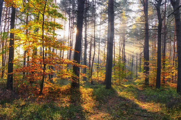 Ağaçlar ve yapraklarla dolu sonbahar ormanı