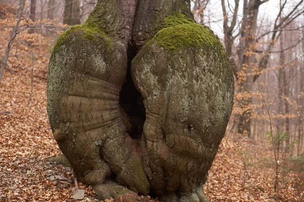 Old Tree Roots Ground Forest — Fotografia de Stock