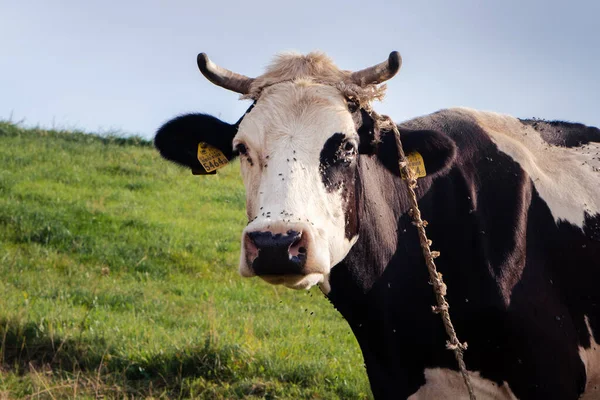 cow on a green pasture, animal, rural animals