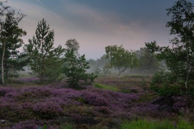 tarlada bahar çiçekleri.