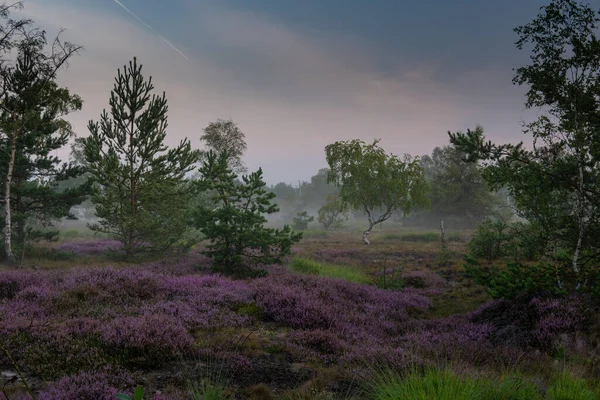 tarlada bahar çiçekleri.