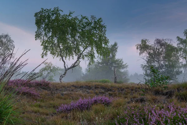 Tarladaki güzel çiçekler