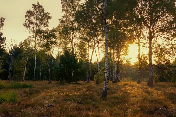 Beau Paysage Automne Avec Arbres Herbe Verte — Photo