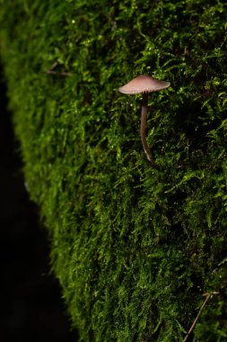 Ormandaki yeşil çimlerin üzerinde yetişen mantar..