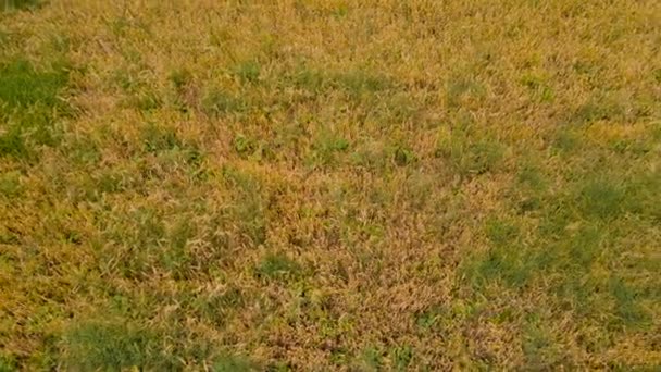 Loggade grödor av torrt vete redo för skörd med grönt gräs och ogräs — Stockvideo